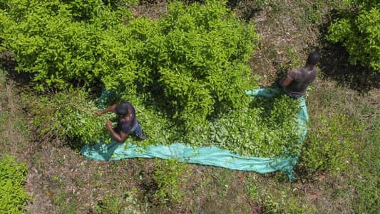 UN: Colombia set new cocaine production record in 2022