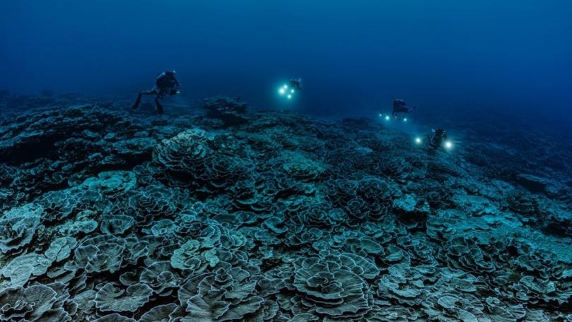 Giant Pristine Coral Reef Discovered off Tahiti
