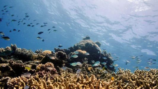 Cacophony of Human Noise Is Hurting All Marine Life, Scientists Warn