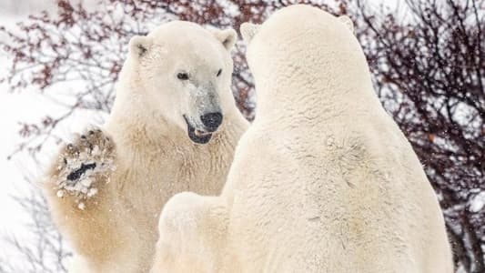 Canada's Polar Bear Population Plummets