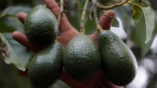 Mexico foreign ministry to speak with US to end avocado conflict
