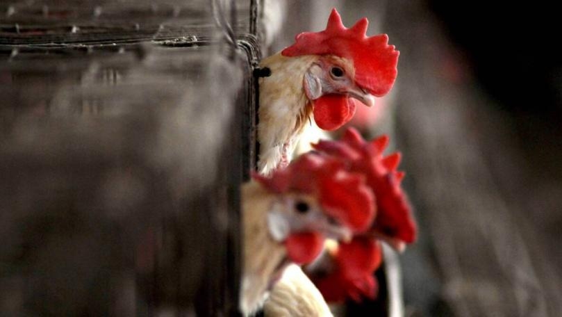China Reports First Human Case of H10N3 Bird Flu