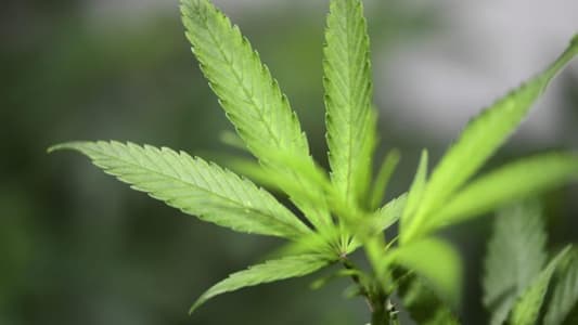 AFP: New German government to legalise cannabis, according to coalition pact