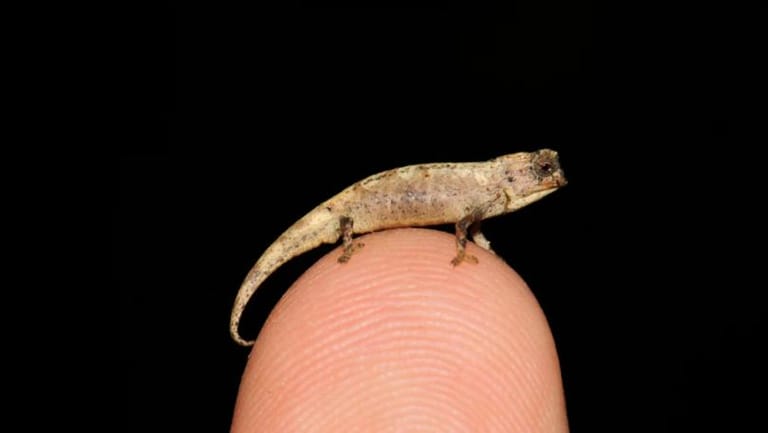 World’s Tiniest Reptile ‘With Huge Genitals’ Found