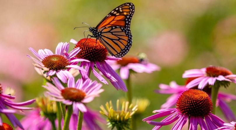 Global Loss of Wildlife is ‘Significantly More Alarming’ than Previously Thought