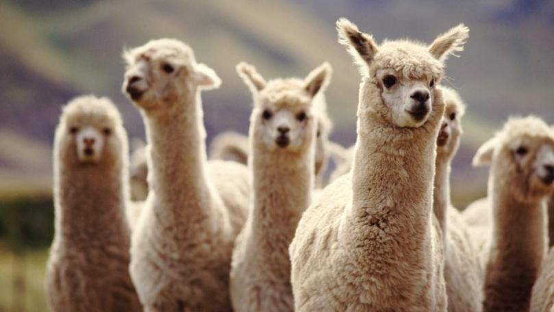 COVID: Immune Therapy From Llamas Shows Promise