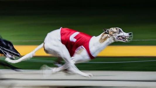 Australia's greyhound racing industry battles new claims of abuse