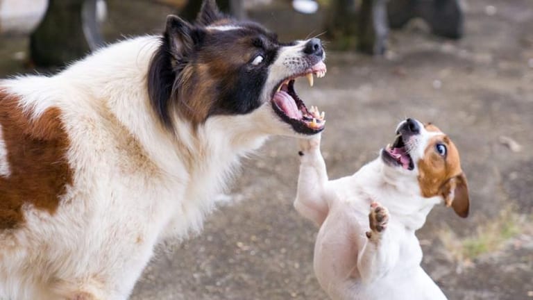 الموت بلدغة عقرب أو بعضّة كلب: فقدان أدوية داء الكلَب