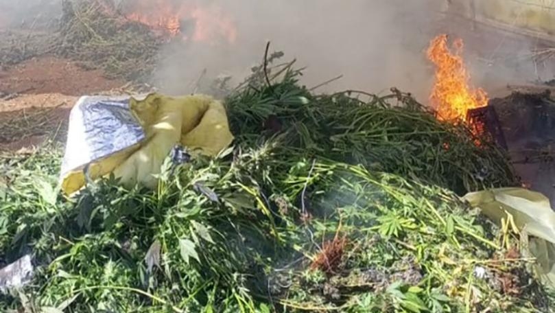 بالصور: الجيش يتلف مساحة مزروعة بالحشيشة!