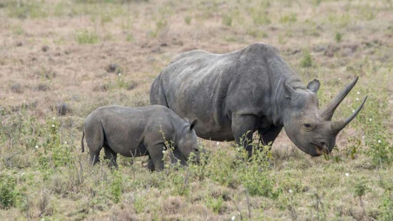 World Bank sells first 'rhino' bond to help South Africa's conservation efforts