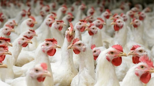 ما سبب ارتفاع أسعار البيض والدجاج؟