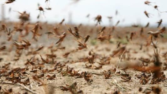 جراد في منطقة لبنانيّة جديدة