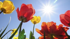 الرّبيع يحلّ أخيراً... وانتظروا طقس الـ"ويك آند"!