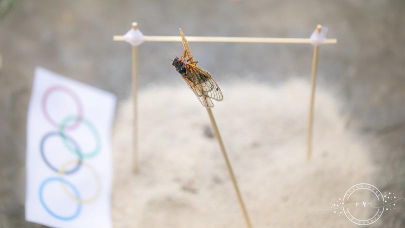Photos: Cicadas Make Their Olympic Debut in Miniature Art Scenes