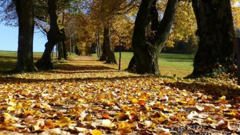10 عوامل تميّز فصل الخريف عن بقيّة الفصول