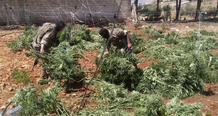 بالصور: إتلاف كمية كبيرة من الحشيشة في بعلبك وتفكيك خيم