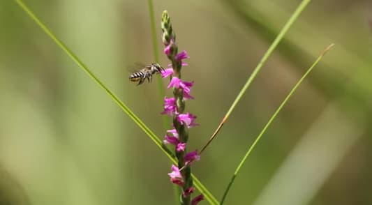 New 'Glass-Like' Orchid Species Discovered in Japan