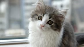 Gigil: The New Dictionary Word for Overwhelming Cuteness