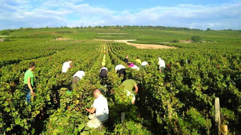 تحذيرات متكررة... هل مزروعاتنا بخطر؟