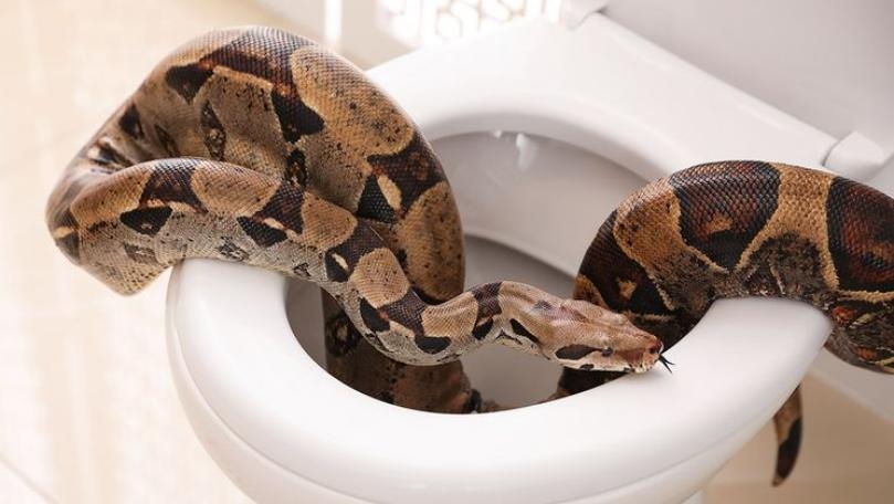 Austrian Gets Shock of His Life as Python Bites Him on the Toilet