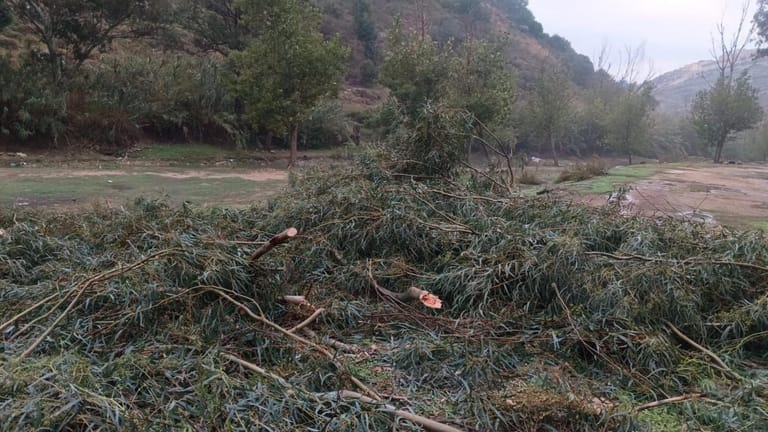 بالصّور: جريمة بيئيّة