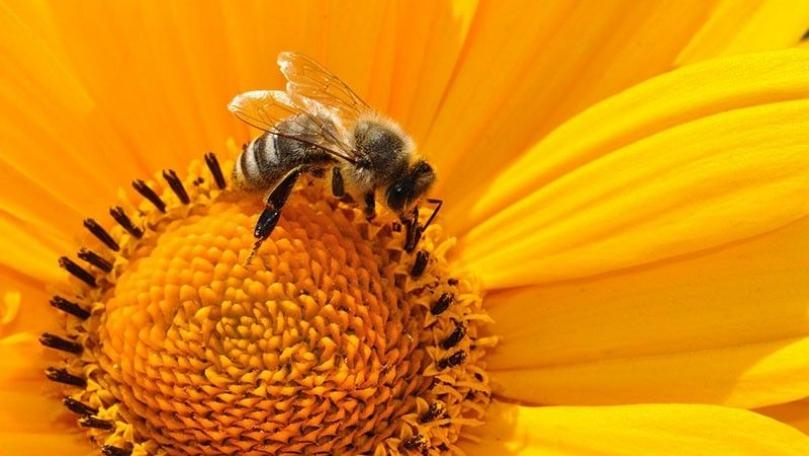 Bees Shown to 'Count' from Left to Right for First Time