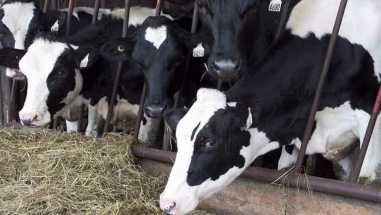 المحامية مشغولة بالكشك ومدير الإنتاج بالبقر