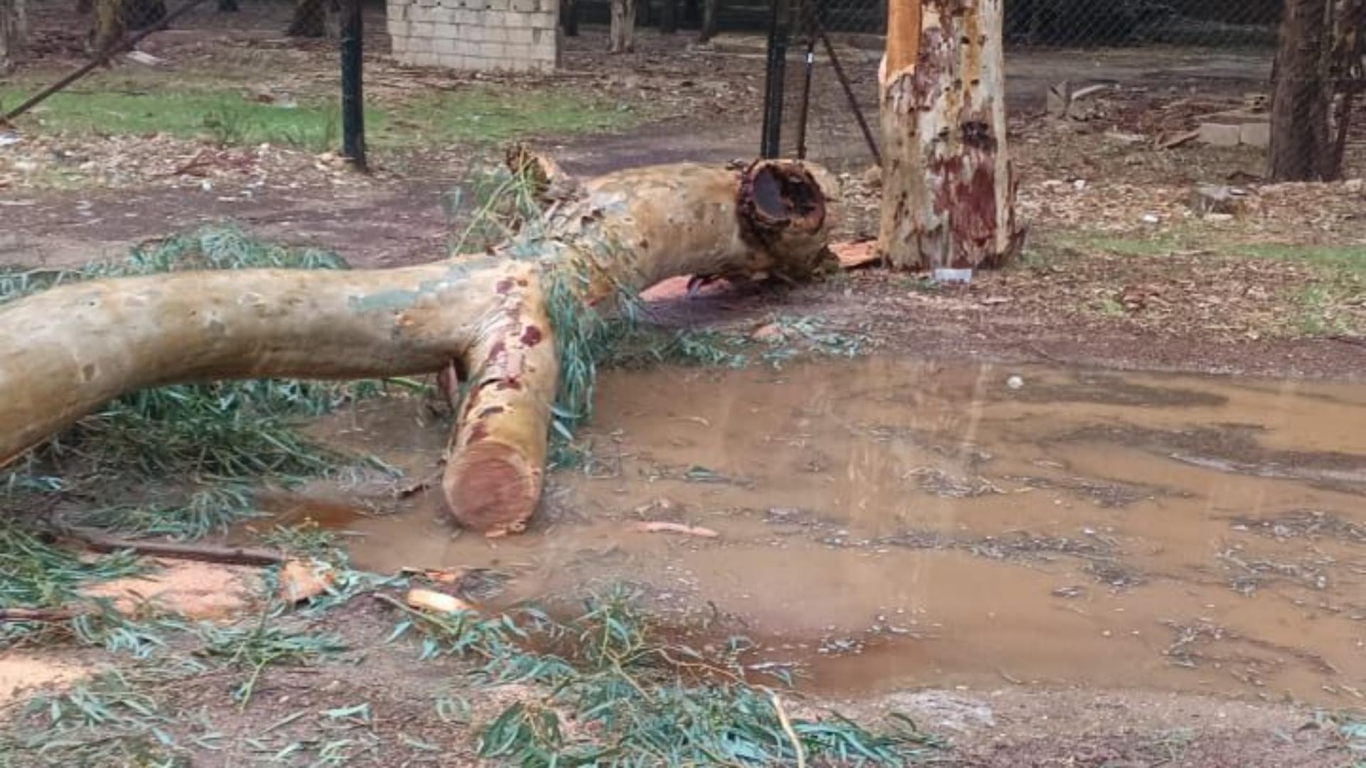 بالصّور: جريمة بيئيّة