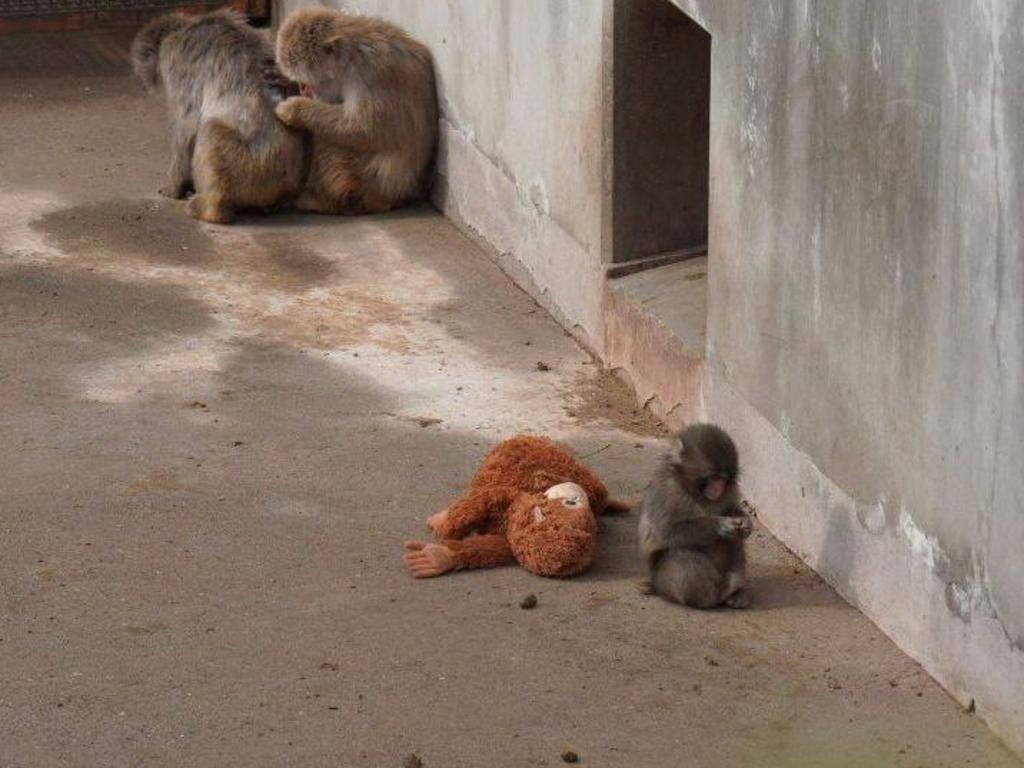 بالصّور: القصّة التي أبهرت العالم...