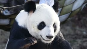 24-Year-Old Giant Panda Dies at Memphis Zoo
