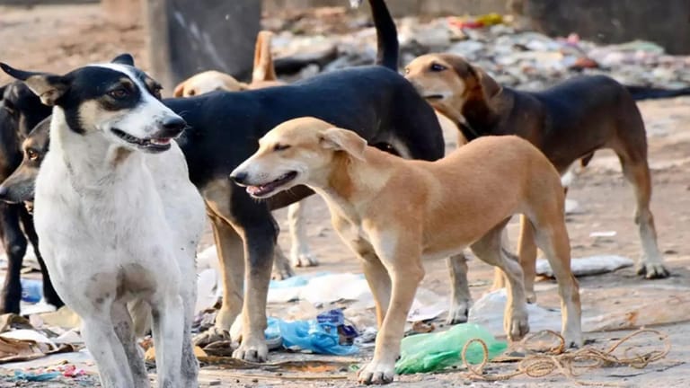 كلابٌ شاردة بين المنازل... ووزير الزراعة يتحدّث لموقع mtv عن الحلّ