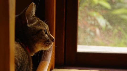 Cats Can Track Your 'Invisible Presence' Using Only Their Ears