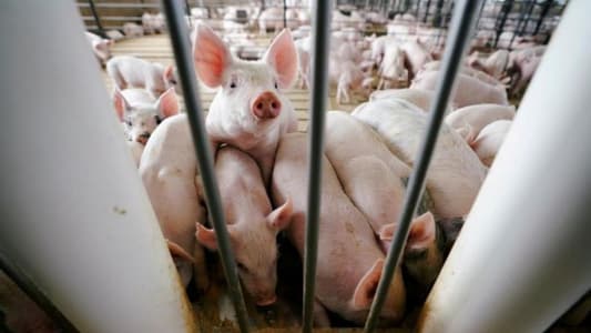 African swine fever outbreak spreading widely in Vietnam