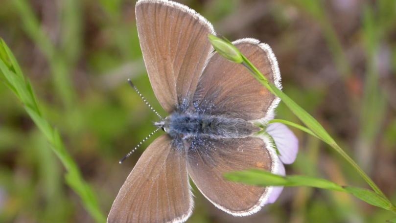 This Butterfly, Once Thought Extinct, Is Now Off the Endangered Species List
