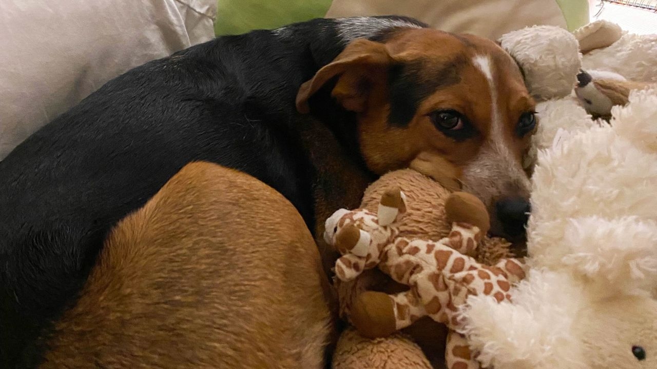 Older Dogs Who Sleep Badly May Have Dementia