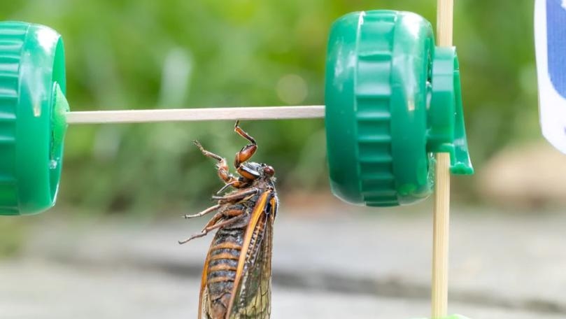Photos: Cicadas Make Their Olympic Debut in Miniature Art Scenes