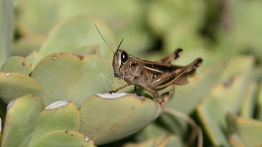 Ministry of Agriculture: Swarms of locusts in Lebanon under control