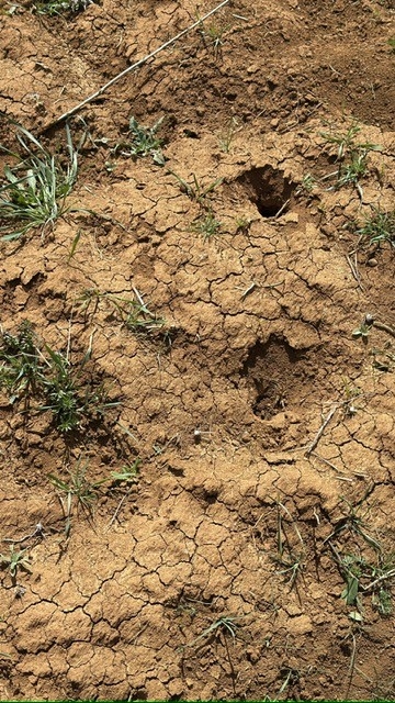 "فأر الحقل" يُحرّك الوزارة