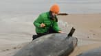 Australia begins euthanising false killer whales after mass stranding