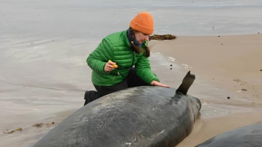 Australia begins euthanising false killer whales after mass stranding