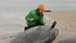 Australia begins euthanising false killer whales after mass stranding