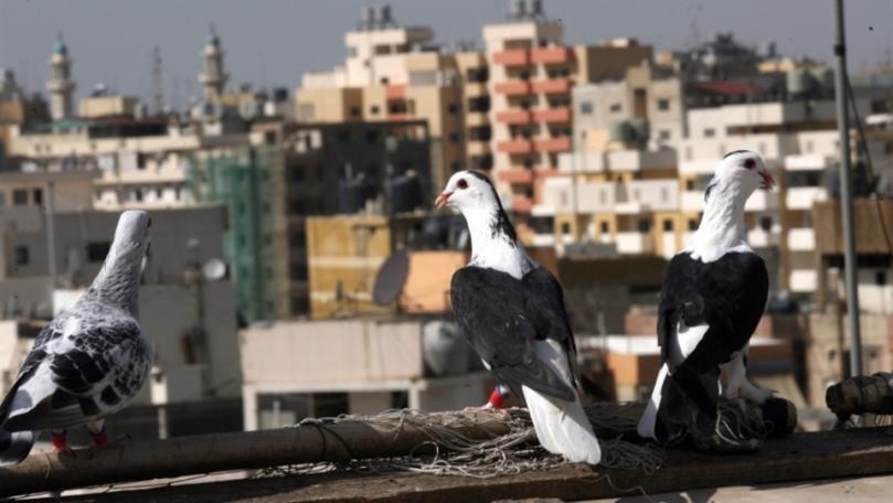 كشّ الحمام: مطاردات بين الطيور... ومع القوى الأمنية