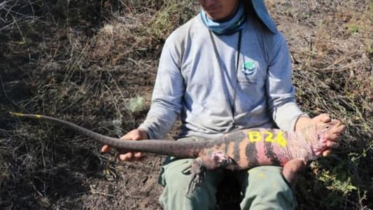 Endangered Pink Iguana Hatchlings Seen for First Time on Galapagos Island