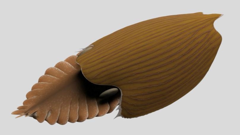 Giant 'Swimming Head' Creature Lived in Our Oceans 500 Million Years Ago