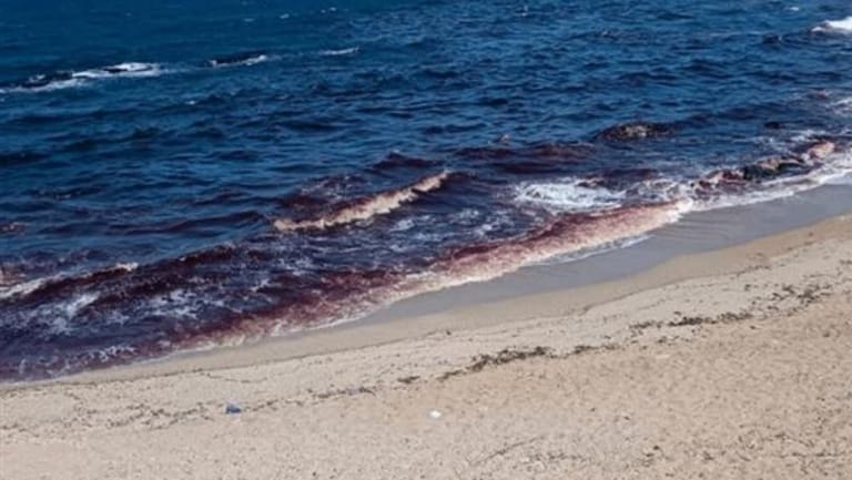 شاطئ طرابلس مهدّد: تلوّث وانهيار بيئي!