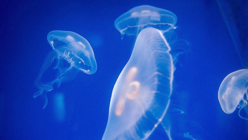 Main Highlight Image