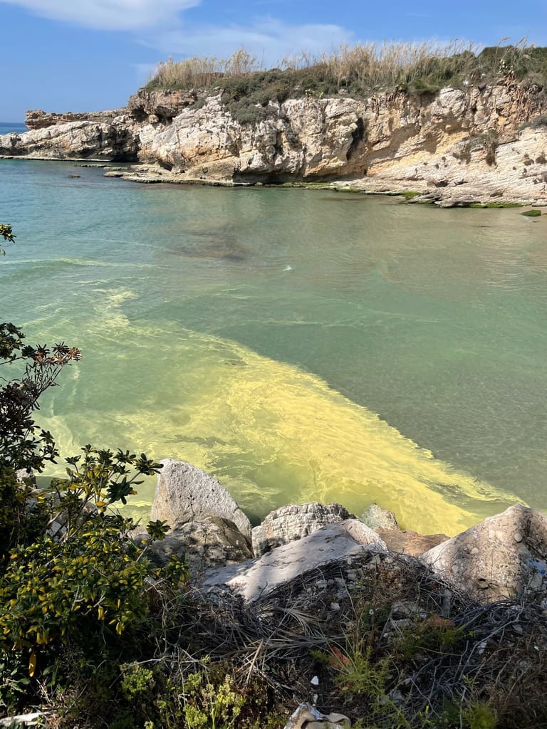 بعد ظهور بقع صفراء على سطح البحر... هل من داع للقلق؟