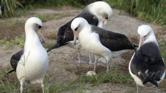 World’s oldest-known wild bird lays an egg at age 74