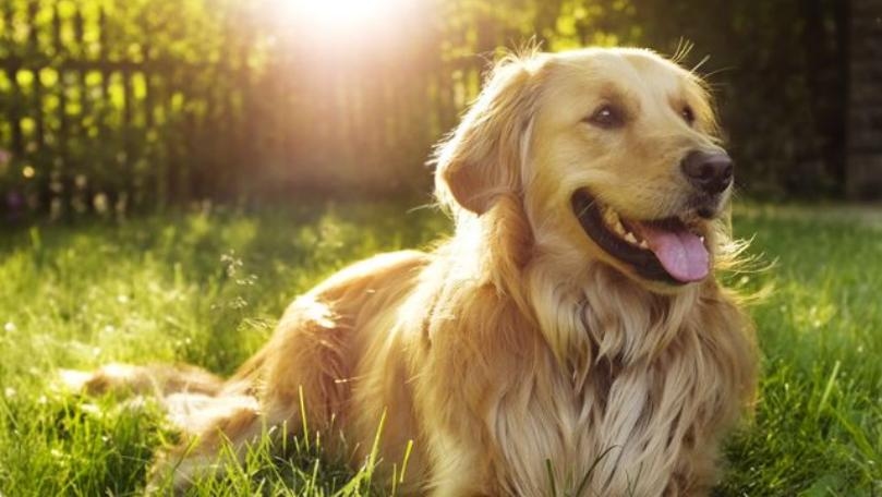 Born Social: Puppies’ Genes Guide Them in Human Interactions