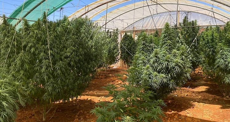 بالصور: إتلاف كمية كبيرة من الحشيشة في بعلبك وتفكيك خيم